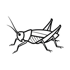 green grasshopper isolated on white