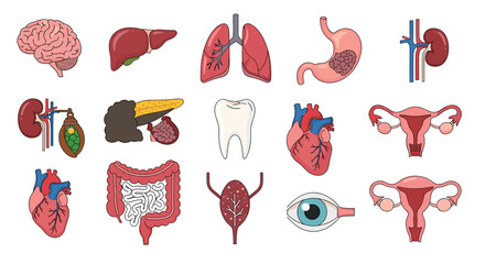 A comprehensive collection of human internal organs and body systems for educational purposes