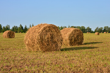 some rolled Hay Bales in a Field Under a Blue Sky copy space