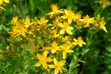 Close-up of vibrant yellow St. John's Wort flowers in bloom with sunlight