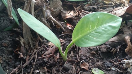 new shoots growing in the garden from the ornamental plant aglonema, natural background