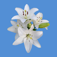 Beautiful white lily flowers on blue background. Ideal for seasonal design, botanical themes, eco-friendly packaging. Vector Not AI generated
