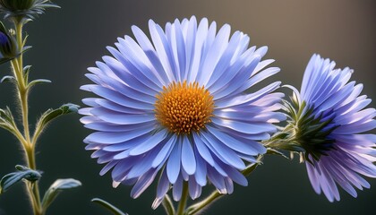 wood s light blue aster aster dumosus wood s light blue