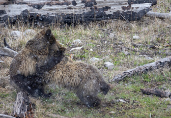 Grizzly Bear Sow and Cub Playing in a Snowstorm in Yellowstone National Park in Springtime