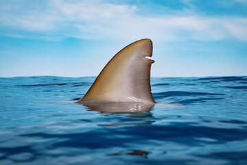 Shark fin breaking ocean surface.