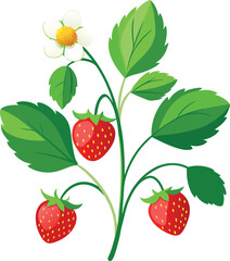 Ripe strawberries and a white flower on a plant