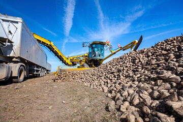 Pile of sugar beet, machine is collecting, loading into a truck for transportation