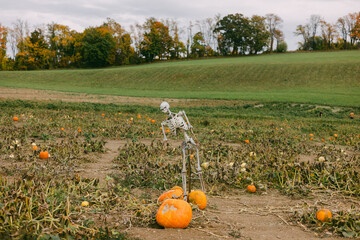 Skeleton figure inspecting pumpkins in a harvested field during autumn season