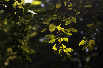 Green leaves in the forest, illuminated by the rays of the sun