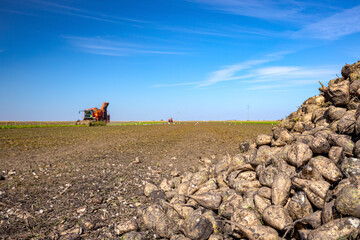 Pile of harvested ripe sugar beet