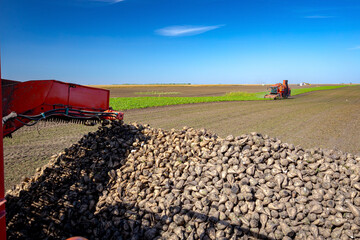 Two combines, harvesters as harvest ripe sugar beet, unloading
