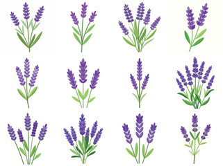 Vector graphic collection of lavender flower illustrations in various arrangements and styles