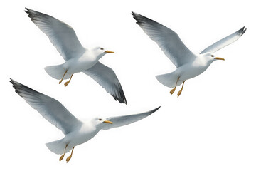Three white seagulls with grey wingtips gracefully soaring through the air in flight isolated on transparent background