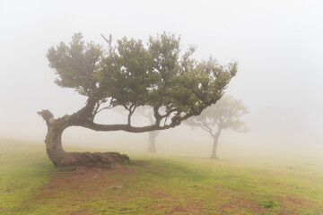 Twisted trees in misty field, horizontal