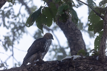 Crested Hawk-Eagle or Changeable Hawk-Eagle (Nisaetus cirrhatus) peching on tree branch at forest.