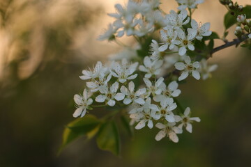 fiori di prugnolo in primavera