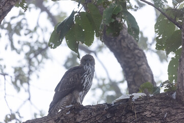 Crested Hawk-Eagle or Changeable Hawk-Eagle (Nisaetus cirrhatus) peching on tree branch at forest.