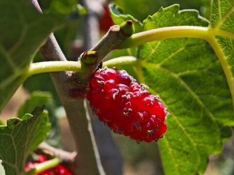 Karadut,yapraktaki karadut, BlackBerry 