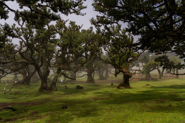 Dense laurel forest in soft light, horizontal