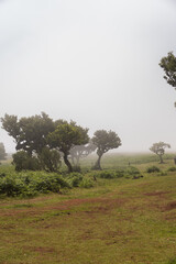 Foggy landscape with scattered trees, vertical