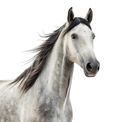 Horse portrait facing side isolated on white background ideal for animal lovers and equestrian visuals