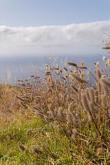 Coastal grass and ocean horizon Madeira vertical