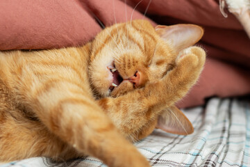 An orange cat is laying on its back, mouth open, relaxed