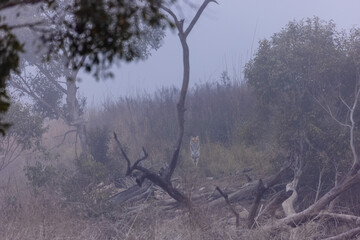 Female tigress (Panthera tigris) walking in the jungle of jim corbett forest.