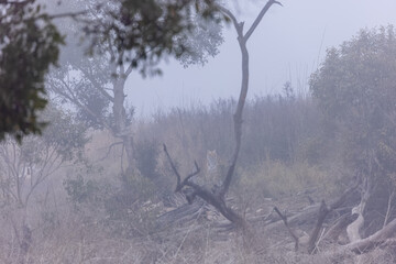 Female tigress (Panthera tigris) walking in the jungle of jim corbett forest.