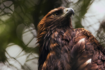 close up of a eagle