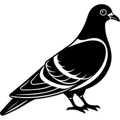 Fototapeta premium dove on white