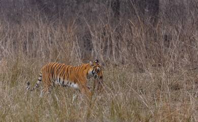 Female tigress (Panthera tigris) holding deer in her mouth after hunting at the forest of jim corbett.