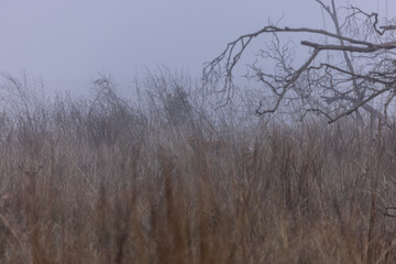 Female tigress (Panthera tigris) walking in the jungle of jim corbett forest.