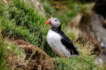 A vibrant puffin stands on a grassy ledge, showcasing its distinctive orange beak and black and...