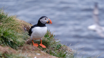 A vibrant puffin rests on lush green grass overlooking the ocean in Iceland. This charming bird...