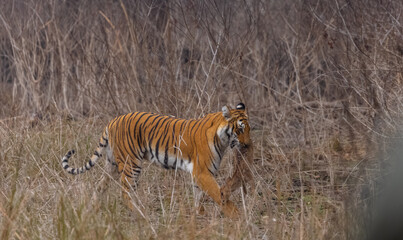 Female tigress (Panthera tigris) holding deer in her mouth after hunting at the forest of jim corbett.