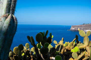 Cactus with the sea in the background in a unique and relaxing landscape.