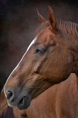 Portrait of elegant brown horse on painted background. Studding portrait capture, and fine details of the horse. Fine art photography