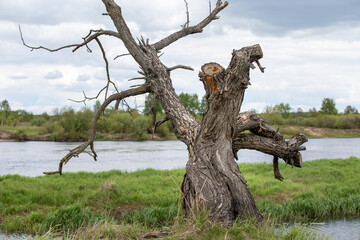 A dry tree on a high riverbank, beautiful clouds
