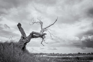 A dry tree on a high riverbank, beautiful clouds