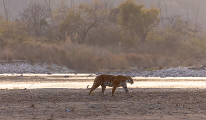 Female tigress (Panthera tigris) walking in the jungle of jim corbett forest.