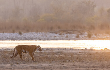 Female tigress (Panthera tigris) walking in the jungle of jim corbett forest.