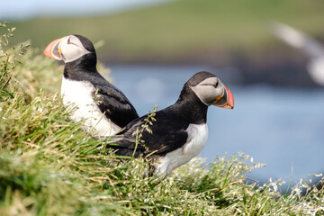 Two adorable puffins perch on a vibrant green cliffside in Iceland, basking in the warm sunlight and enjoying the coastal breeze. Bakkagerd, East Iceland, Puffins.