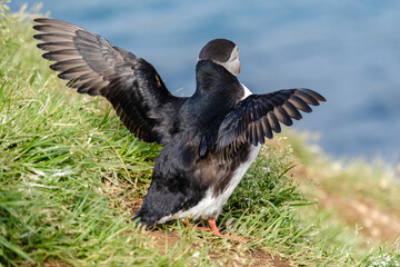 Colorful puffin stands proudly on a grassy cliff in Iceland, spreading its wings as it enjoys the...