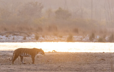 Female tigress (Panthera tigris) walking in the jungle of jim corbett forest.