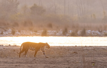 Female tigress (Panthera tigris) walking in the jungle of jim corbett forest.