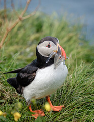 Colorful puffin proudly displays its catch of fish while perched on lush grass in Iceland, a...