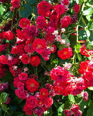 Beautiful red roses in the garden on a sunny summer day. Red roses in full bloom.