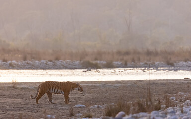 Female tigress (Panthera tigris) walking in the jungle of jim corbett forest.