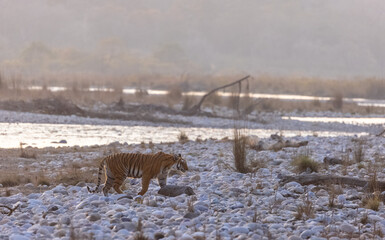 Female tigress (Panthera tigris) walking in the jungle of jim corbett forest.